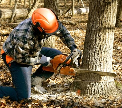 Tree Removal in Coulters, PA